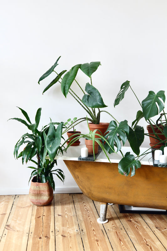 September Houseplant Care: Keeping Your Indoor Jungle Thriving