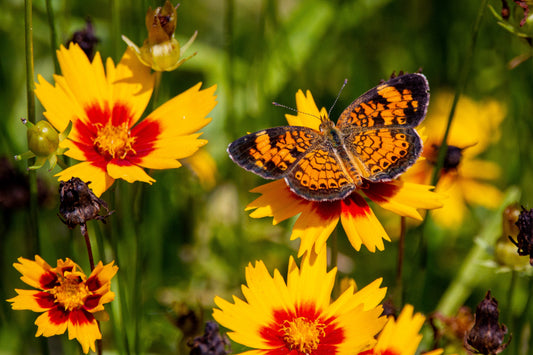 8 Tips For Cultivating a Butterfly-Friendly Garden