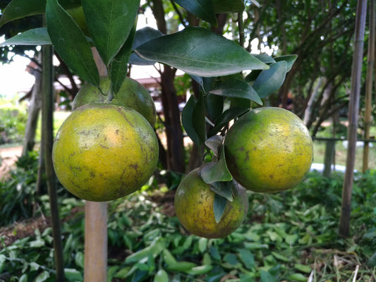 Combatting Citrus Greening: A Hopeful Solution and Mighty Plant's Role